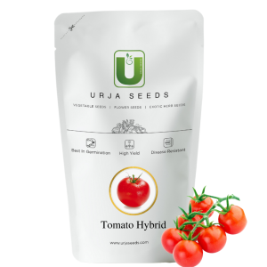 URJA US-525 TOMATO SEEDS