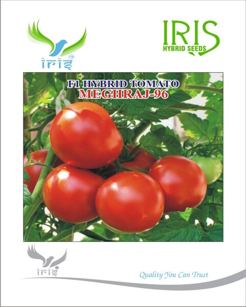 IRIS HYBRID F1 TOMATO MEGHRAJ-96