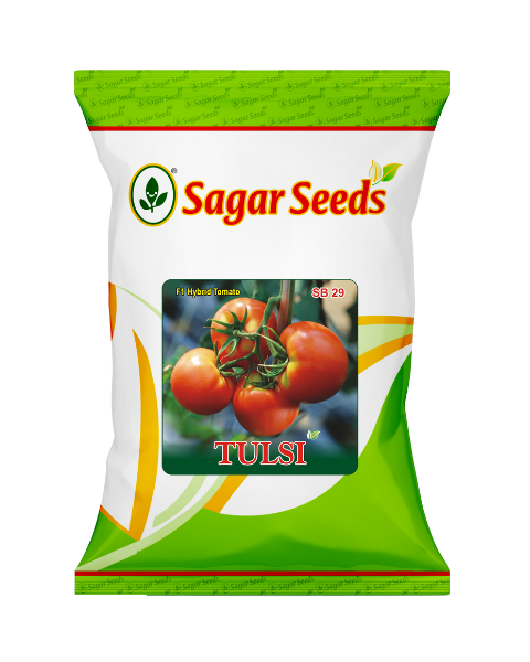 Sagar Tulsi F1 Tomato