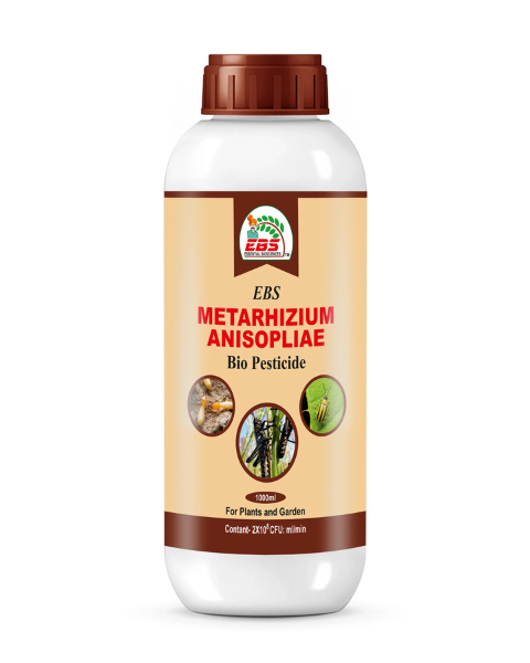 EBS METARHIZIUM ANISOPLIAE BIO PESTICIDE