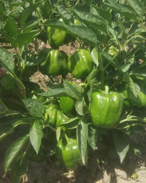 SAGAR AKASH F1 CAPSICUM