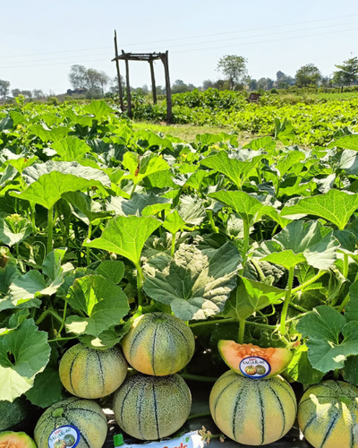 Sagar -60 F1 Muskmelon