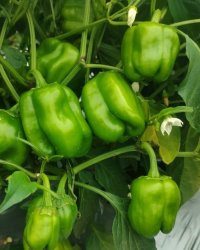 Sagar 11 F1 Capsicum