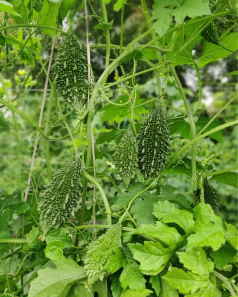 Sagar 1515 F1 Bitter gourd