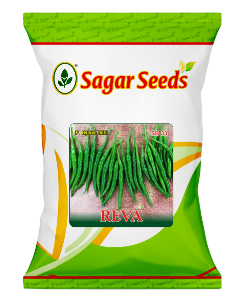 Sagar Reva F1 chilli seeds