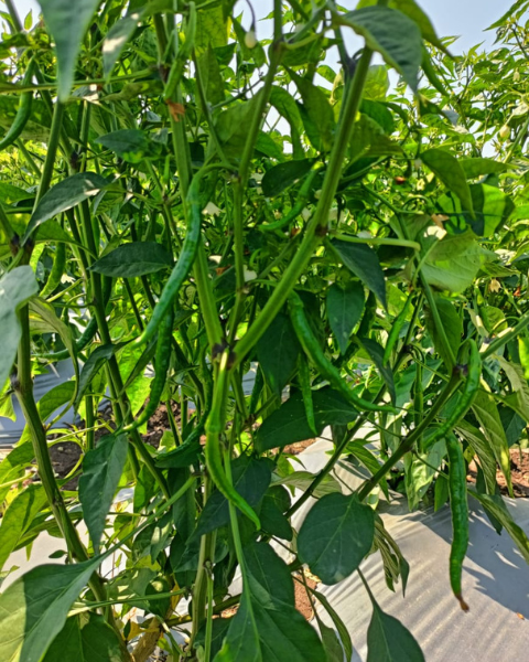 Sagar Reva F1 chilli seeds