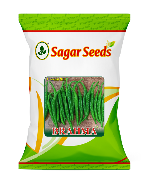 Sagar Brahma F1 chilli seeds