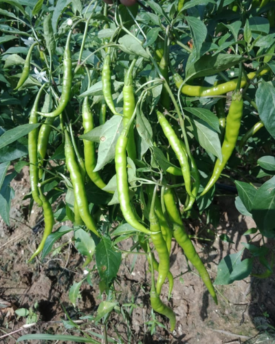 Sagar Tapi F1 chilli seeds