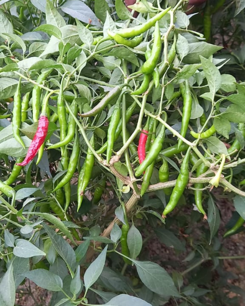 Sagar Revati F1 chilli seeds