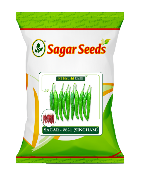 Sagar Singham 0821 F1 chilli seeds