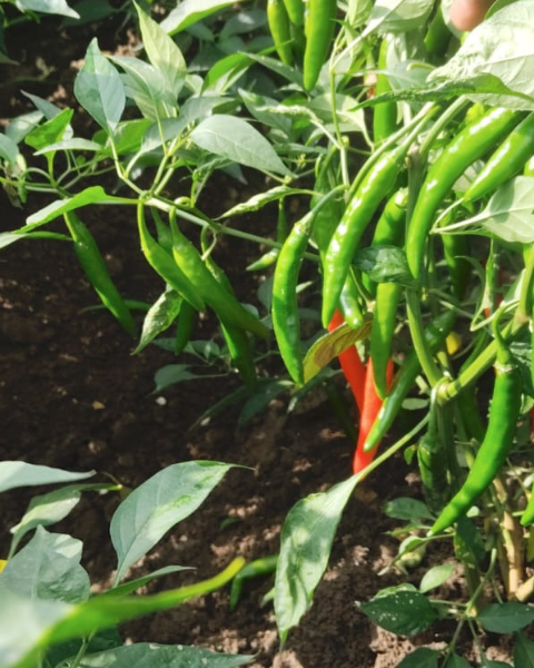 Sagar Singham 0821 F1 chilli seeds