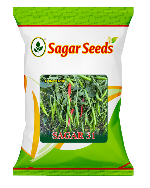 Sagar 31 F1 chilli seeds