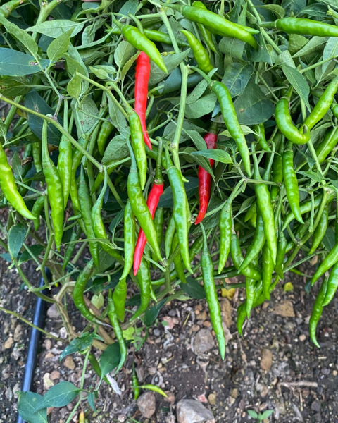 Sagar 31 F1 chilli seeds