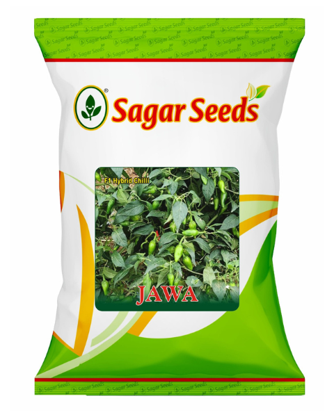 Sagar Jawa F1 chilli seeds