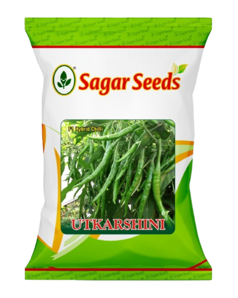 Sagar Utkarshini F1 chilli Seeds