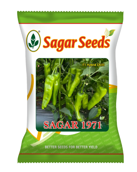 Sagar 1971 F1 chilli Seeds