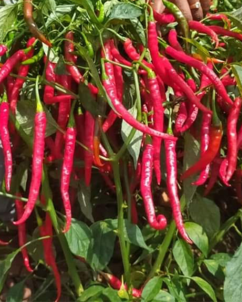 Sagar Vaishakha F1 chilli Seeds