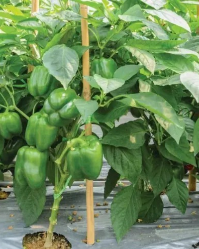 Sagar Alexa F1 Capsicum Seeds