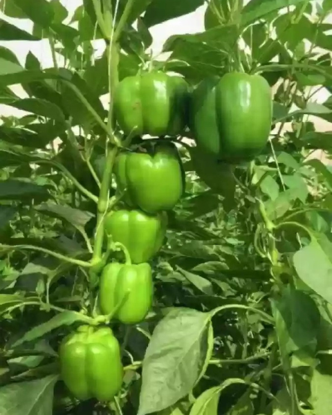 Sagar Platinum F1 Capsicum Seeds