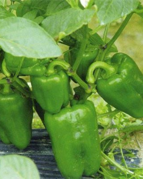 Sagar Phantom F1 Capsicum Seeds