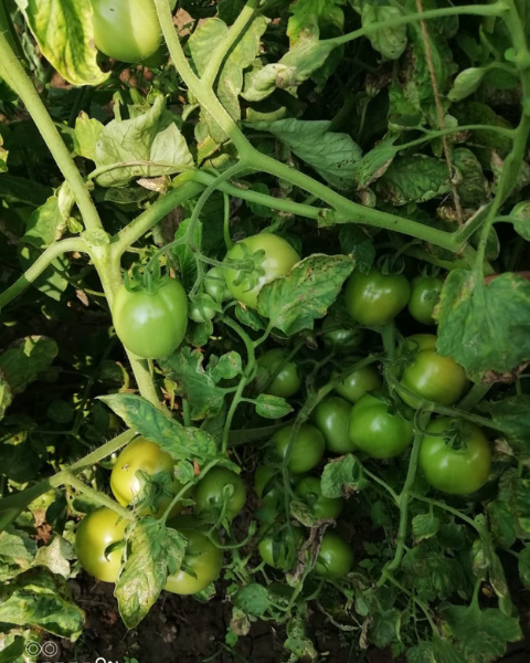 Sagar 44 F1 Tomato Seeds