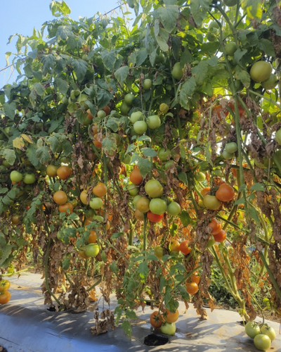 Sagar Pushpa F1 Tomato Seeds