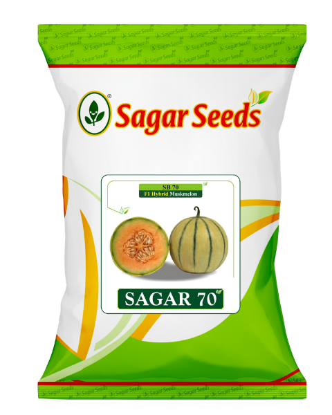 Sagar 70 F1 Muskmelon Seeds