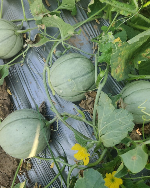 Sagar 70 F1 Muskmelon Seeds