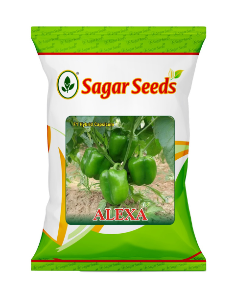 Sagar Alexa F1 Capsicum Seeds