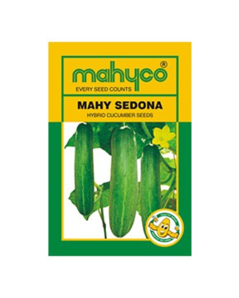 Sedona Hy Cucumber seeds