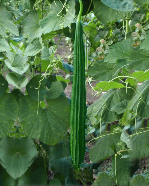 Sagar Vaishali F1 Ridge gourd