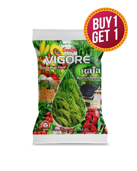 GEOLIFE VIGORE RAJA -Buy 1 Get 1 Free