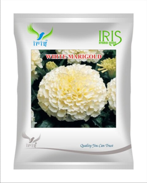 Iris Imported OP White Marigold