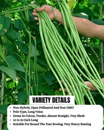 URJA POLE BEANS YARD LONG