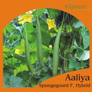 AALIYA SPONGE GOURD - SEEDS