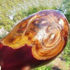 AMRUTH ABACIL LIQUID (BIO FUNGICIDE)