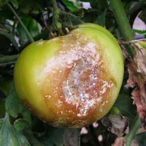 AMRUTH ABACIL LIQUID (BIO FUNGICIDE)