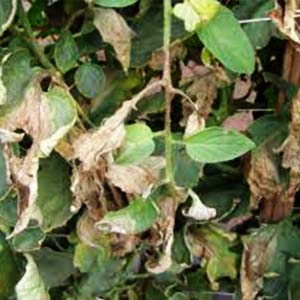 AMRUTH ABACIL LIQUID (BIO FUNGICIDE)