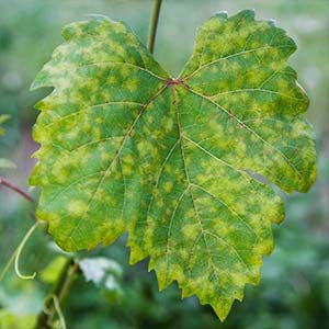 AMRUTH ABACIL LIQUID (BIO FUNGICIDE)