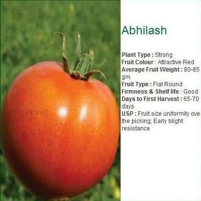 ABHILASH TOMATO SEEDS