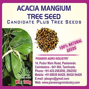 PIONEER AGRO ACACIA MANGIUM (SEED)