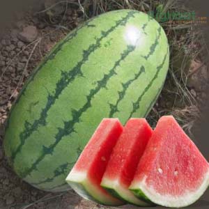 AFA 306 WATERMELON SEEDS