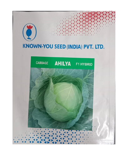 Ahilya Cabbage