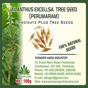 PIONEER AGRO AILANTHUS EXCELLSA (PERUMARAM) TREE SEED