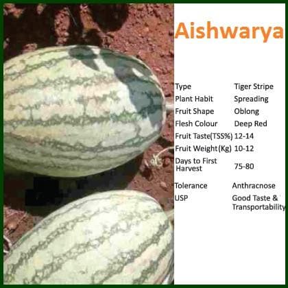 AISHWARYA WATERMELON ( ऐश्वर्या तरबूज ) - SEEDS