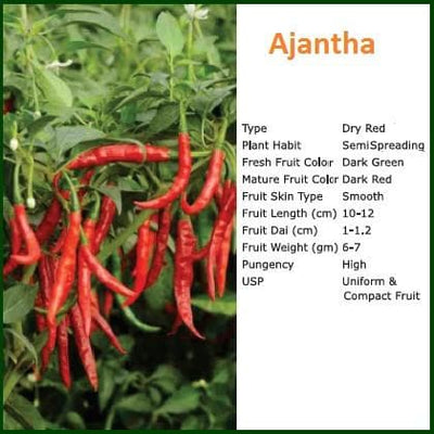 AJANTHA CHILLI (अजंता मिर्च ) - SEEDS