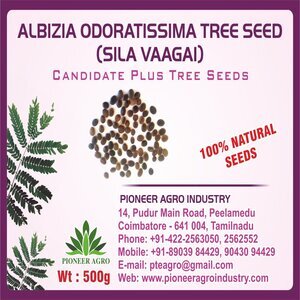 PIONEER AGRO ALBIZIA ODORATISSIMA (SILA VAAGAI) TREE SEED