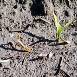 AMRUTH ALDERM LIQUID (BIO FUNGICIDE)