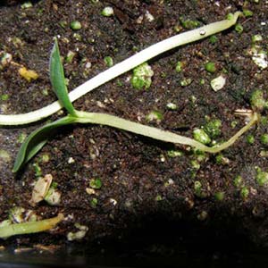 AMRUTH ALDERM LIQUID (BIO FUNGICIDE)