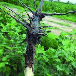 AMRUTH ALDERM LIQUID (BIO FUNGICIDE)